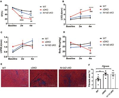 SR9009 improves heart function after pressure overload independent of cardiac REV-ERB